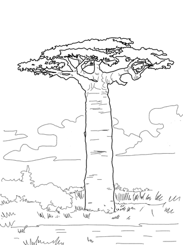 Grandidier'S Baobab Coloring Page